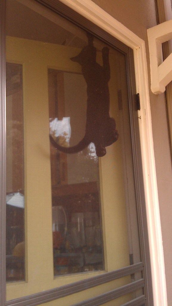 seriously, kitten? is this how we're going to spend our time?