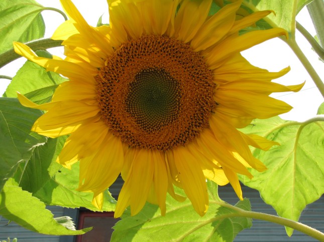 A rose by any other name might be a sunflower.