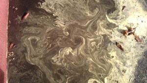 gutter, rainwater, pollen, leaves. un-still life.