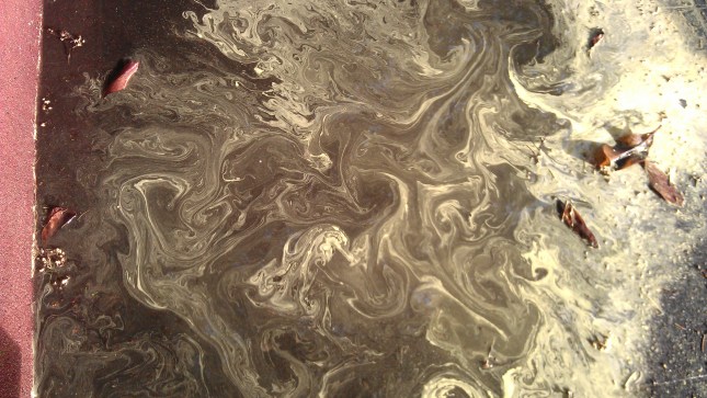 gutter, rainwater, pollen, leaves. Unstill life.